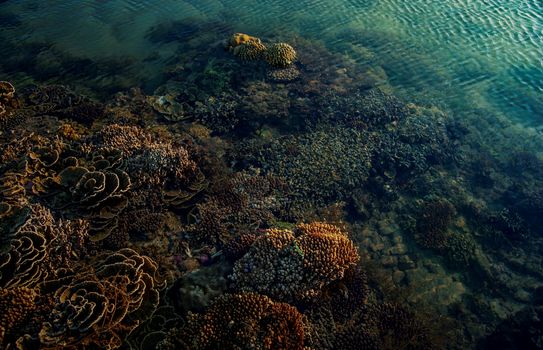 Menyepion Keheningan Pemuteran: Surga Konservasi Laut di Pesisir Utara Bali